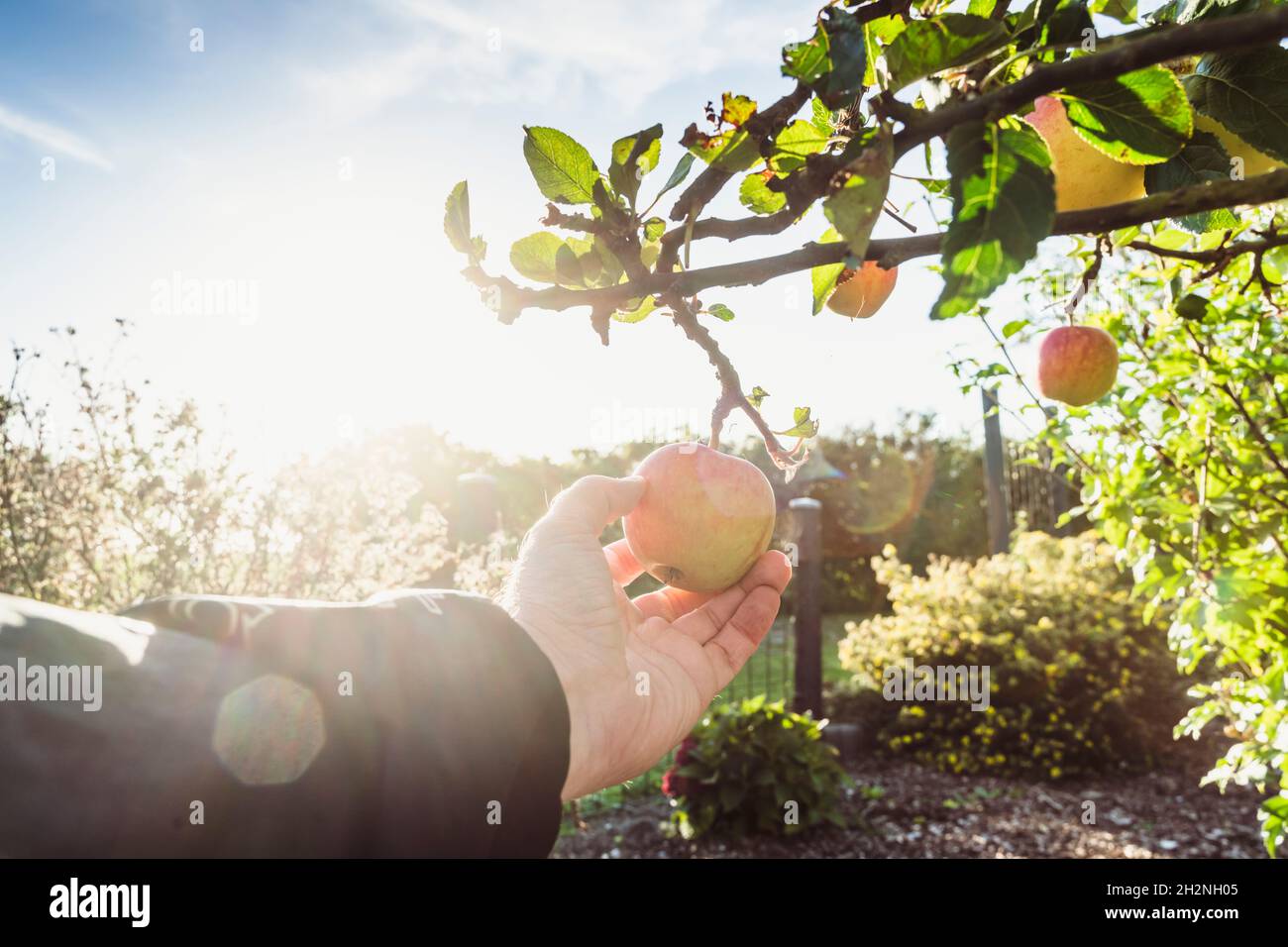 Man harvesting apple on sunny day Stock Photo