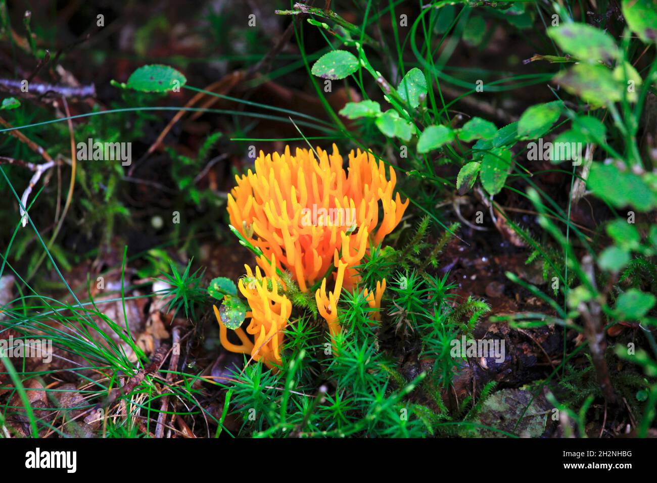 Vibrant yellow mushrooms growing on forest floor Stock Photo