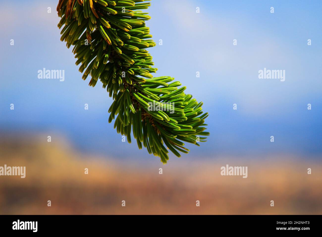 Coniferous tree branch against blue sky background close up Evegreen tree branch macro photo, Stunning details, Beautiful colors, Lush green Stock Photo