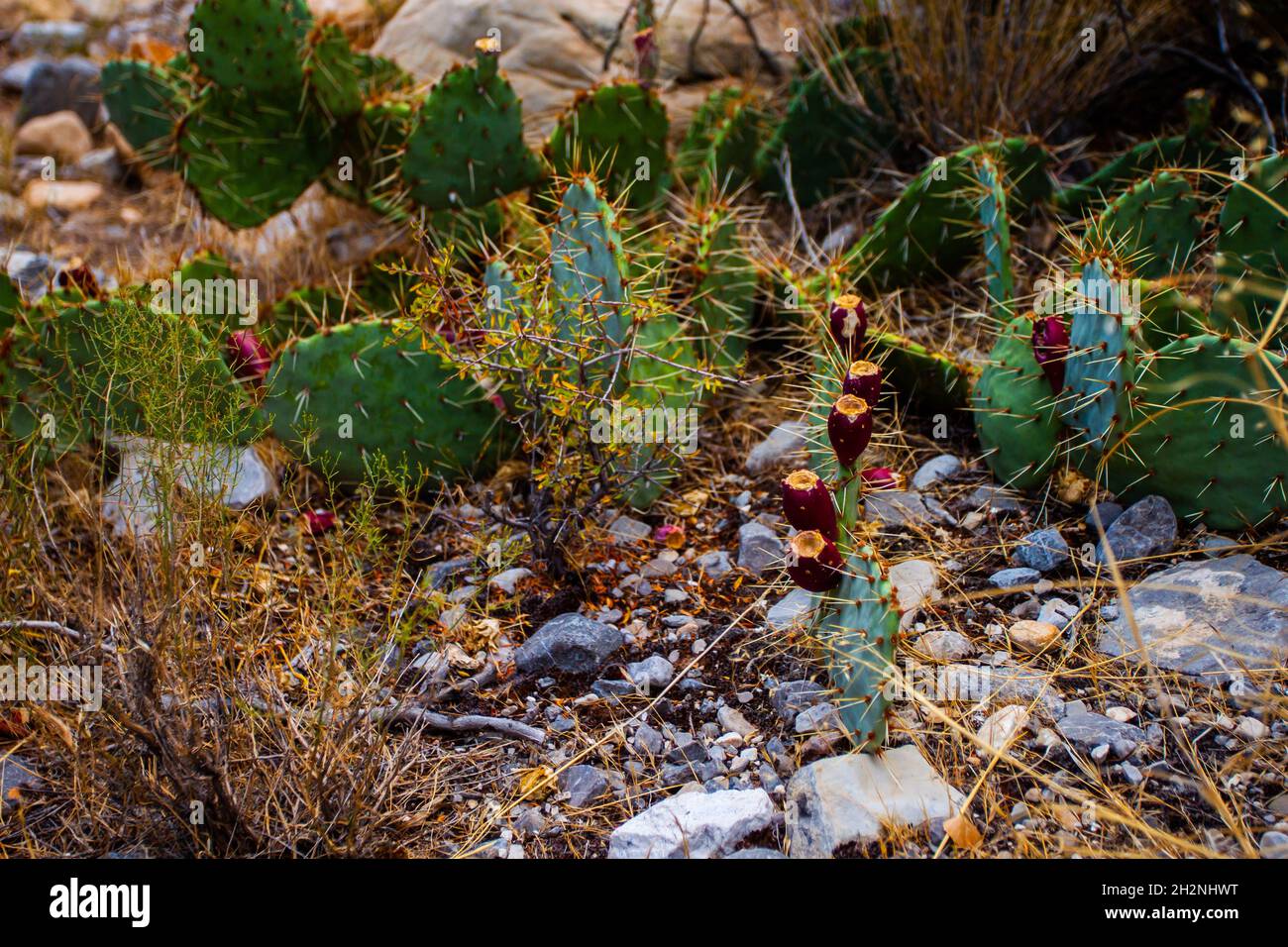 Prickly pear with red fruits in wild closeup Opuntia cactus plants in