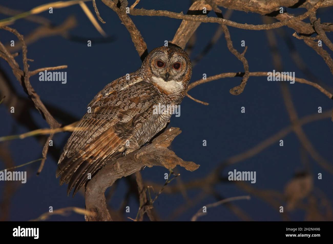 Mottled Wood-Owl (Strix ocellata) at Gujarat, India Stock Photo