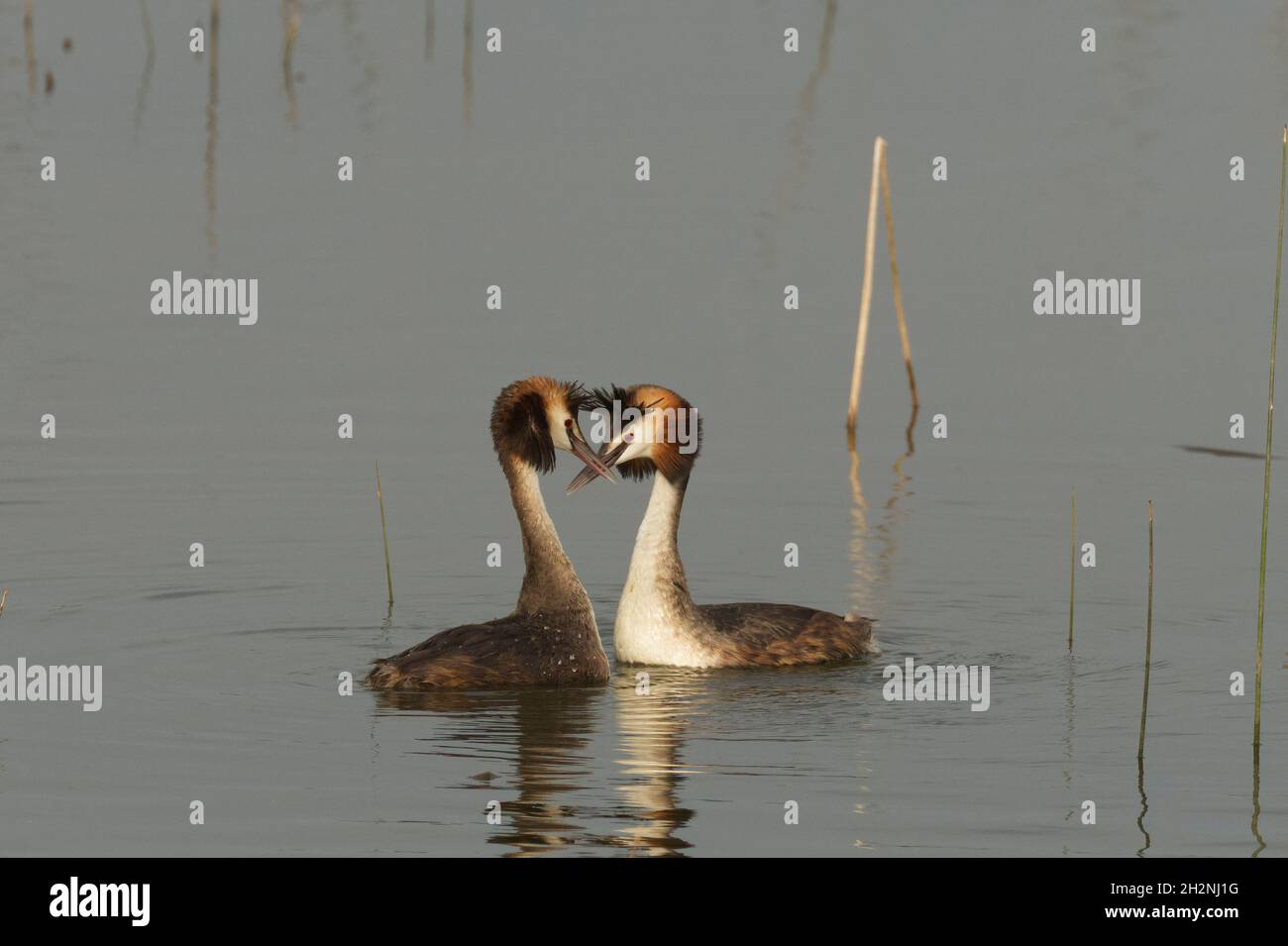 Great Crested Grebe (Podiceps cristatus) courtship display Stock Photo