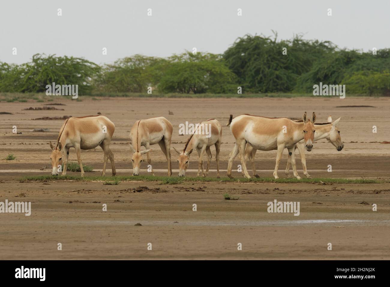 Indian wild ass (Equus hemionus khur) Stock Photo