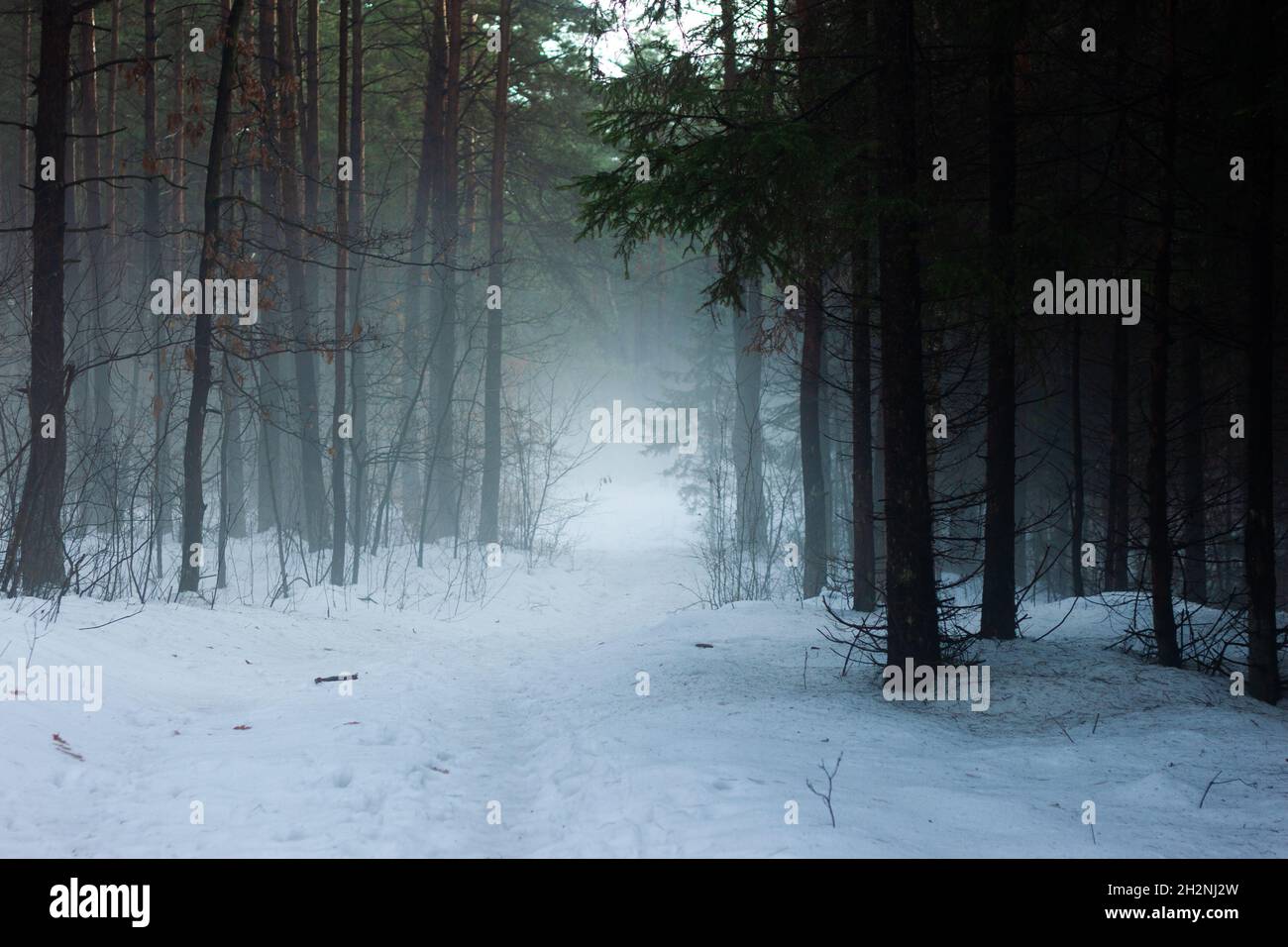 Path in foggy dark forest in the winter | Fog and coniferous trees ...