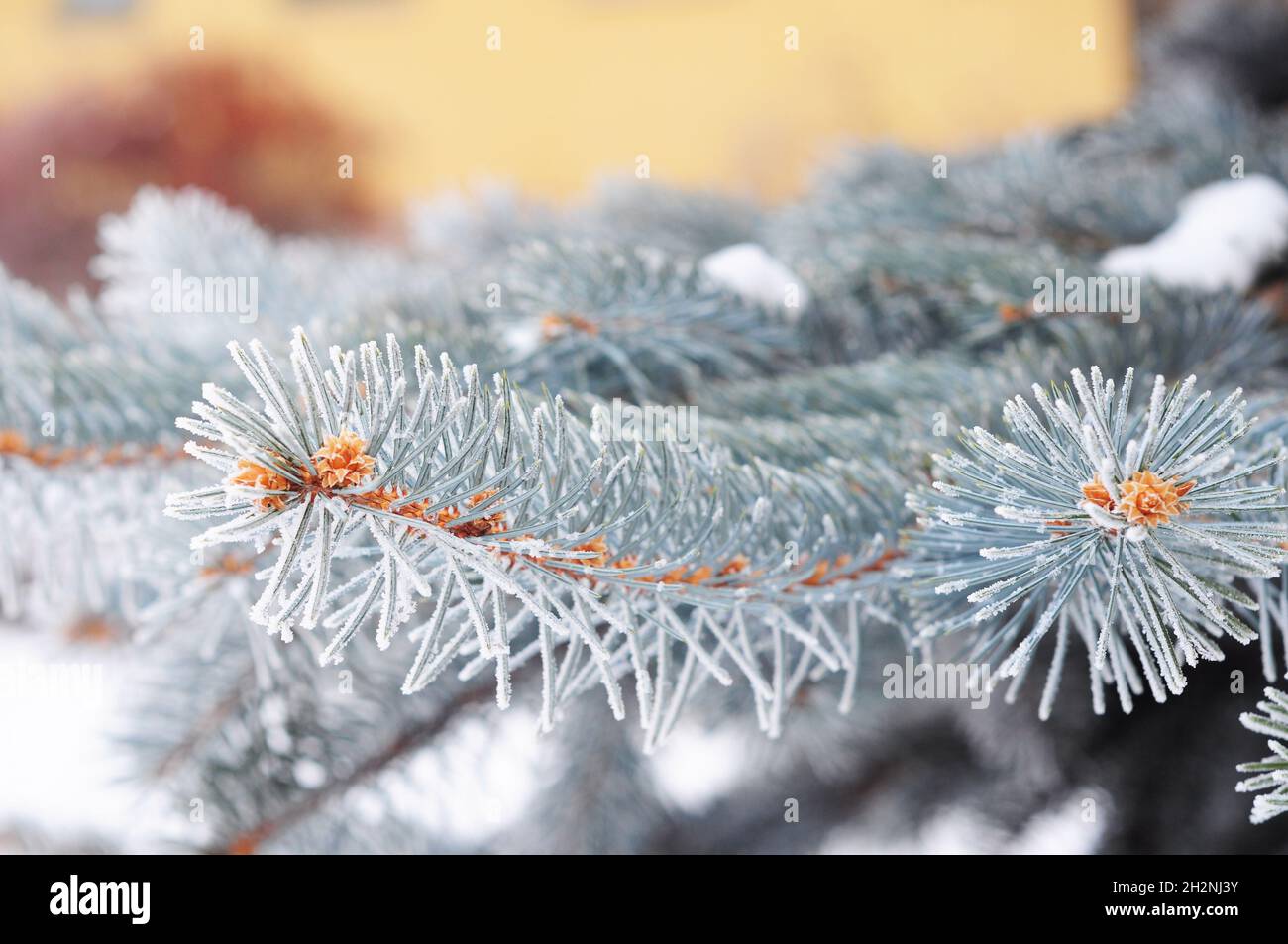 Blue spruce branch.  Blue spruce, green spruce, white spruce, Colorado blue spruce with hoarfrost. Christmas tree with hoarfrost. Stock Photo