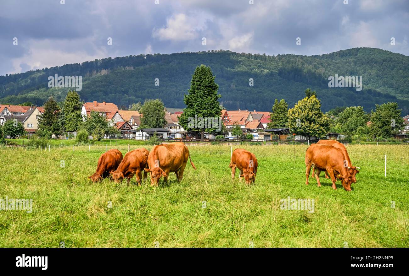 Kühe, Weide, Reinhardshagen, Hessen, Deutschland Stock Photo