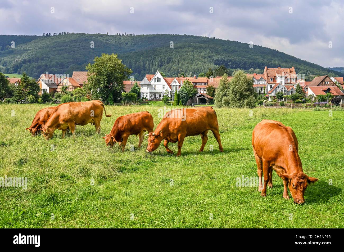 Kühe, Weide, Reinhardshagen, Hessen, Deutschland Stock Photo