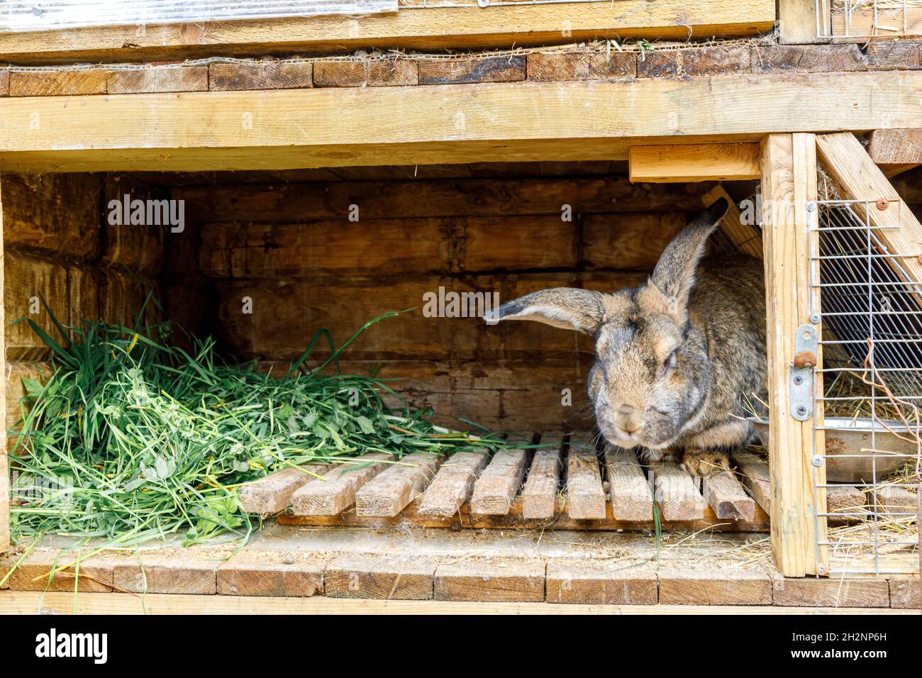 Rabbit chewing hot sale hutch