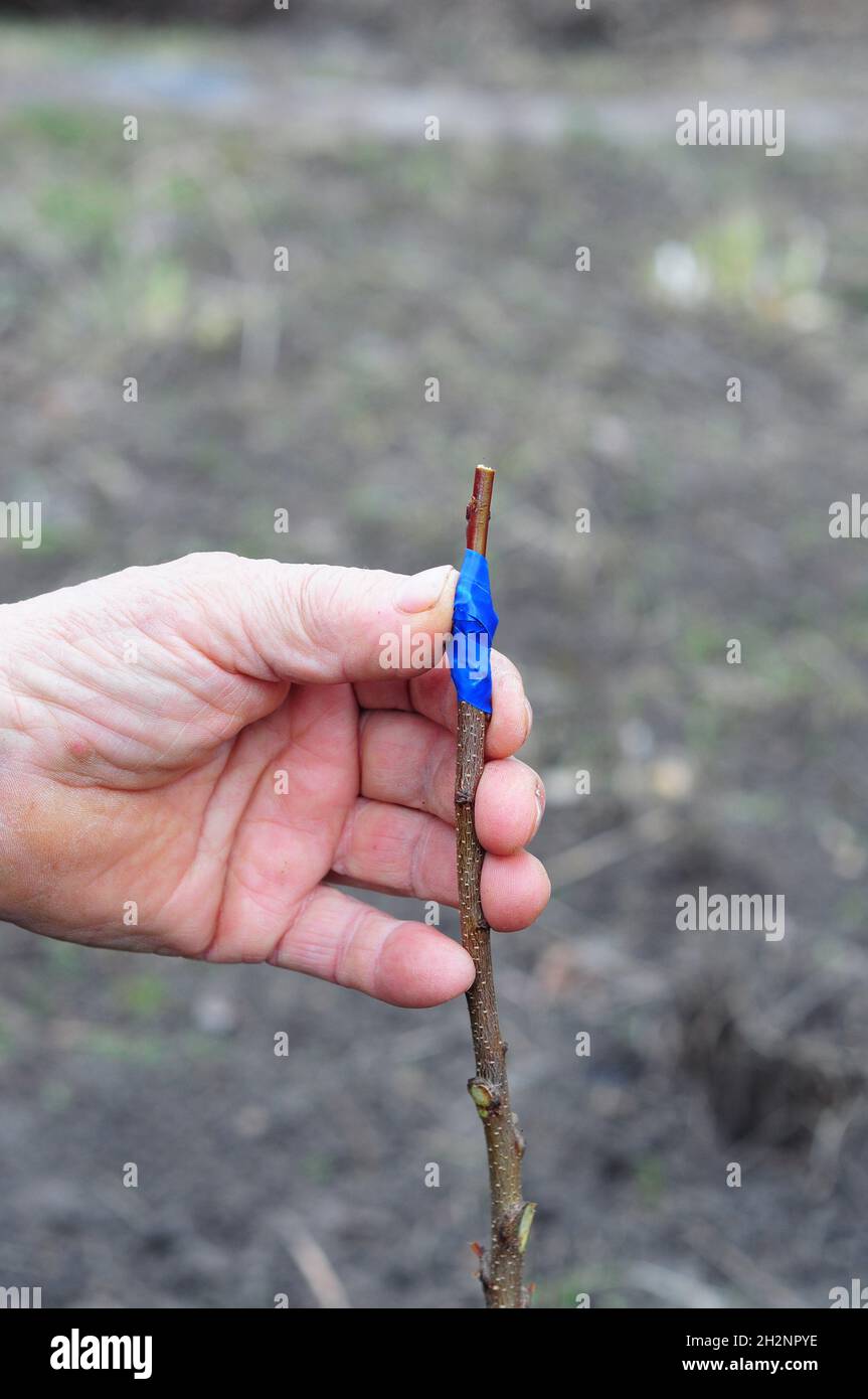 Tree grafting. Grafting and budding fruit trees. Grafting fruit trees