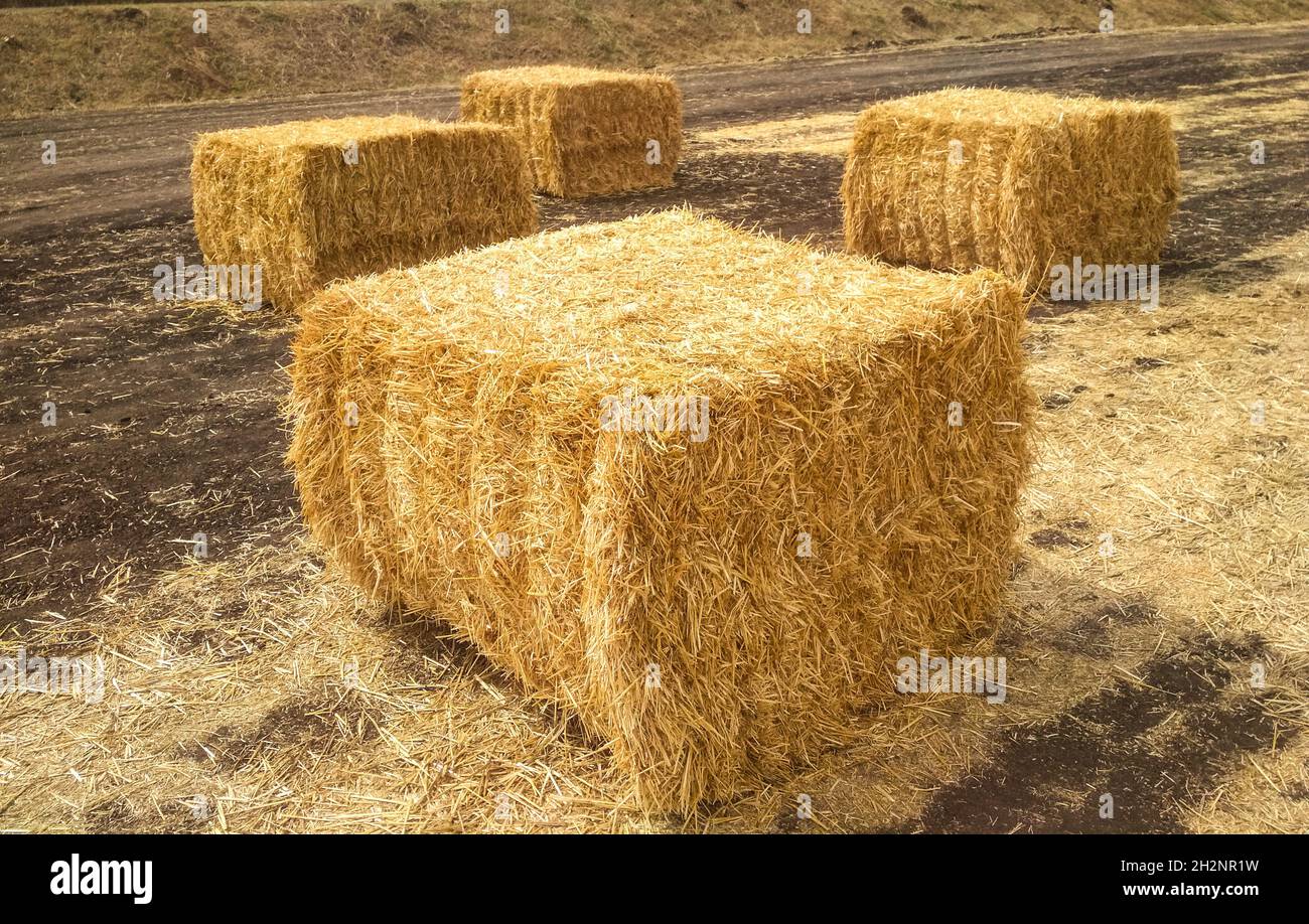 Yellow Hay blocks in a meadow on the ground Stock Photo Alamy