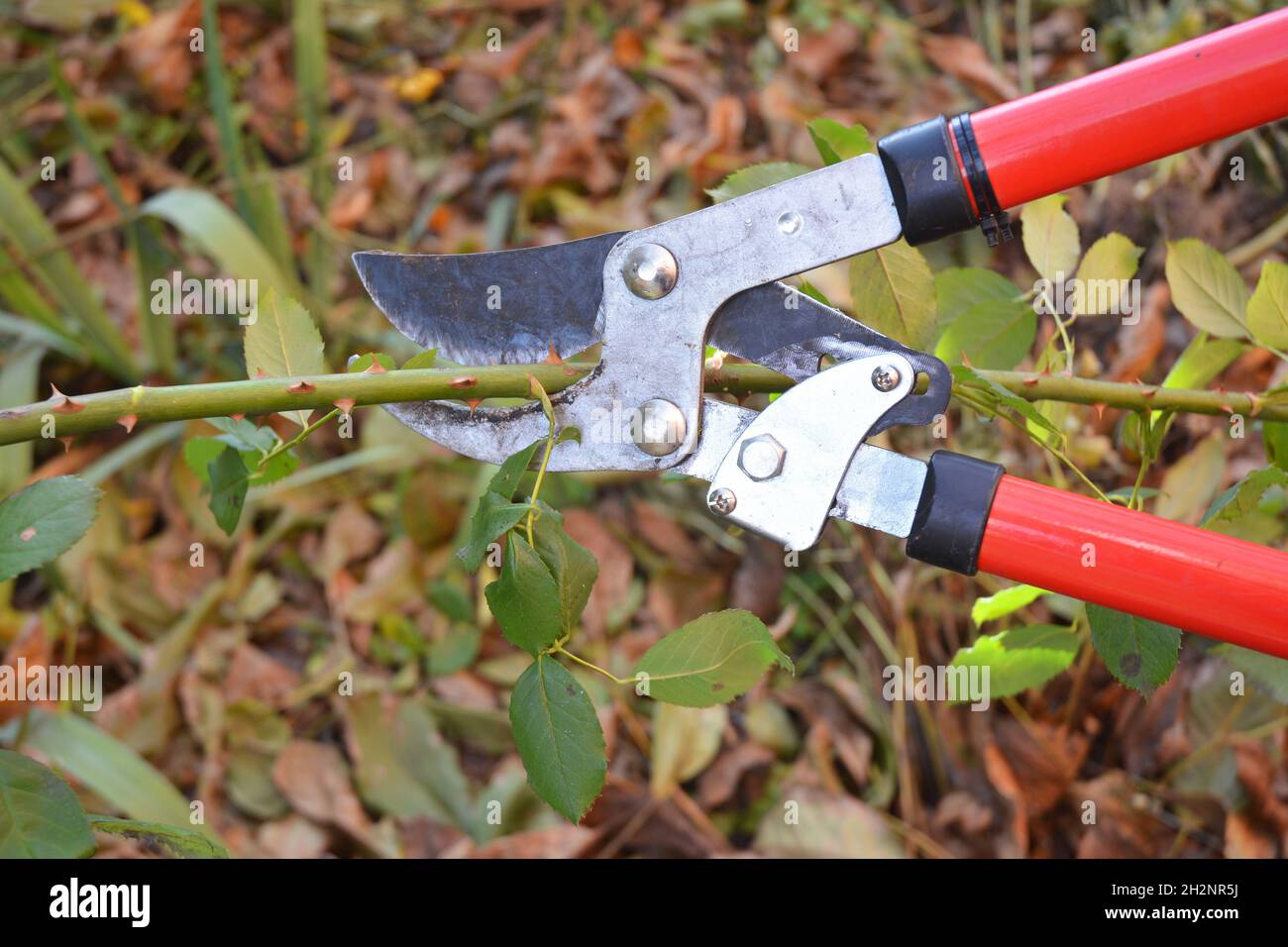 Rose pruning. Gardener Prune Climbing Roses. How to Prune Roses Bush in