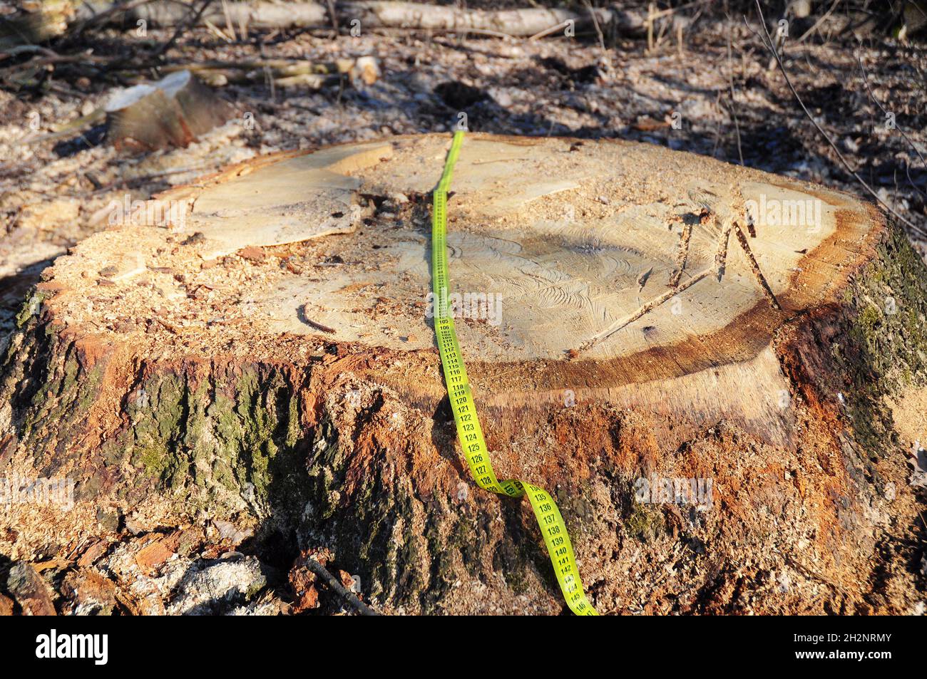 Oak Tree stump being cut down. Deforestation concept and when a tree falls in a forest that is being cut down for development as an icon for environme Stock Photo