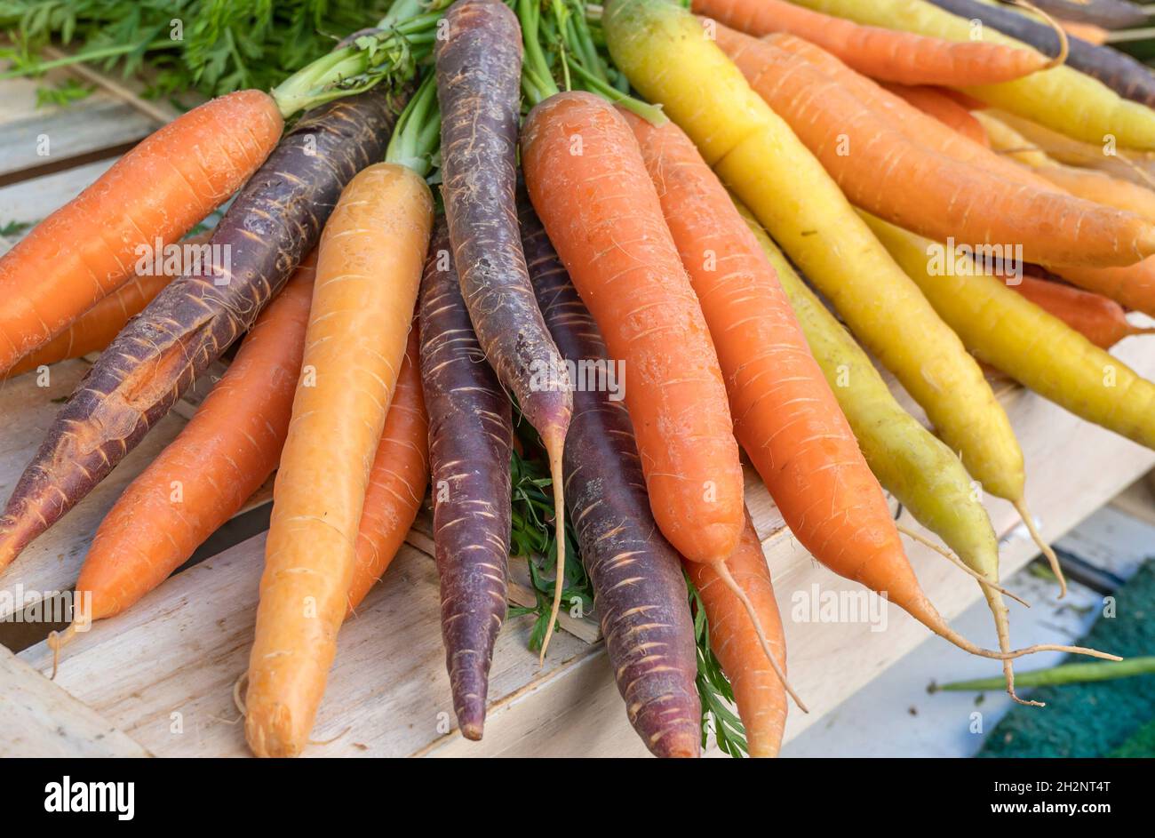 Colourful old carrot varieties seen at the  market of Libourne, southern France Stock Photo