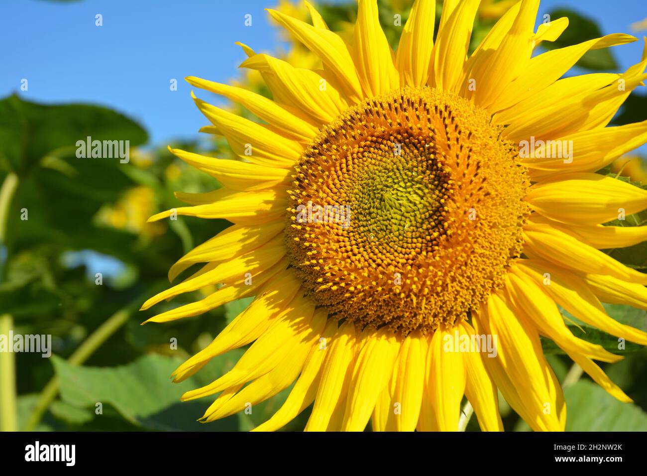 Sunflower Wallpapers 72 images