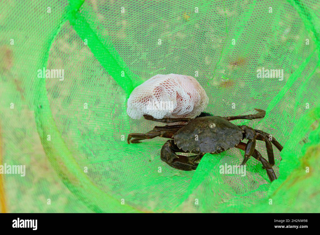 Crab caught at Stoke Gabriel, Totnes, Devon, England, United Kingdom. Stock Photo