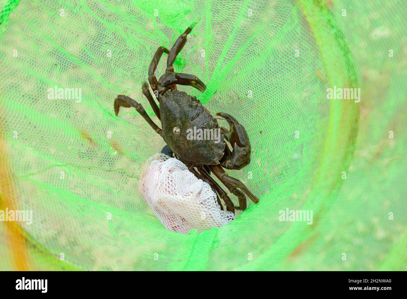 Crab caught at Stoke Gabriel, Totnes, Devon, England, United Kingdom. Stock Photo