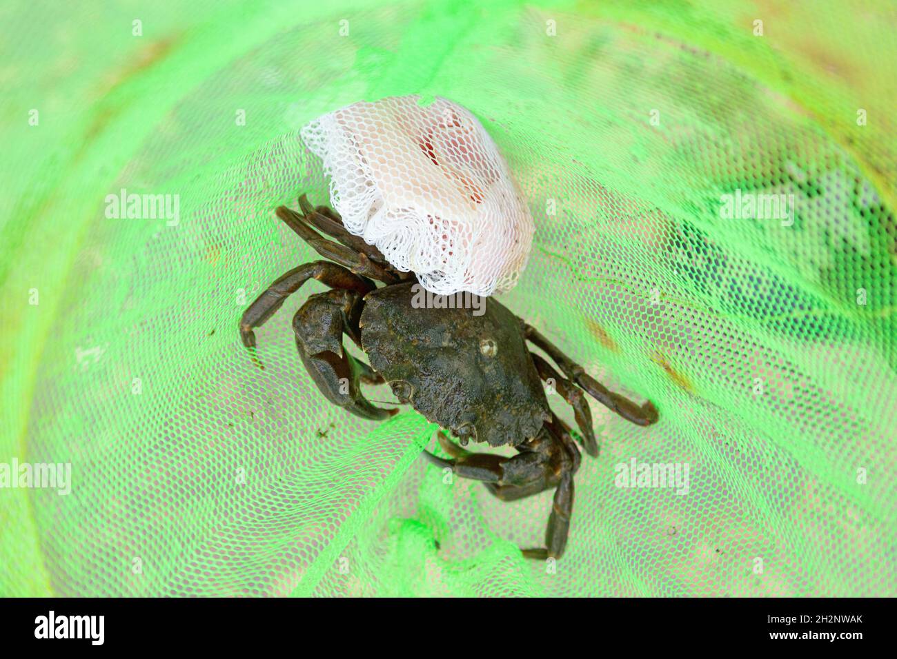 Crab caught at Stoke Gabriel, Totnes, Devon, England, United Kingdom. Stock Photo