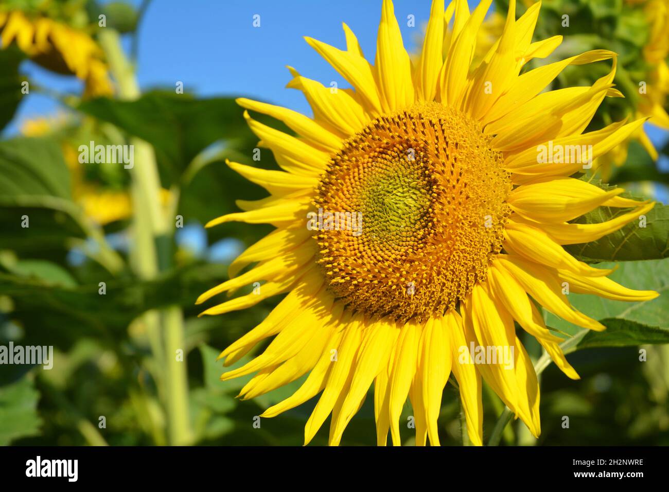 Sunflower wallpaper hi-res stock photography and images - Alamy