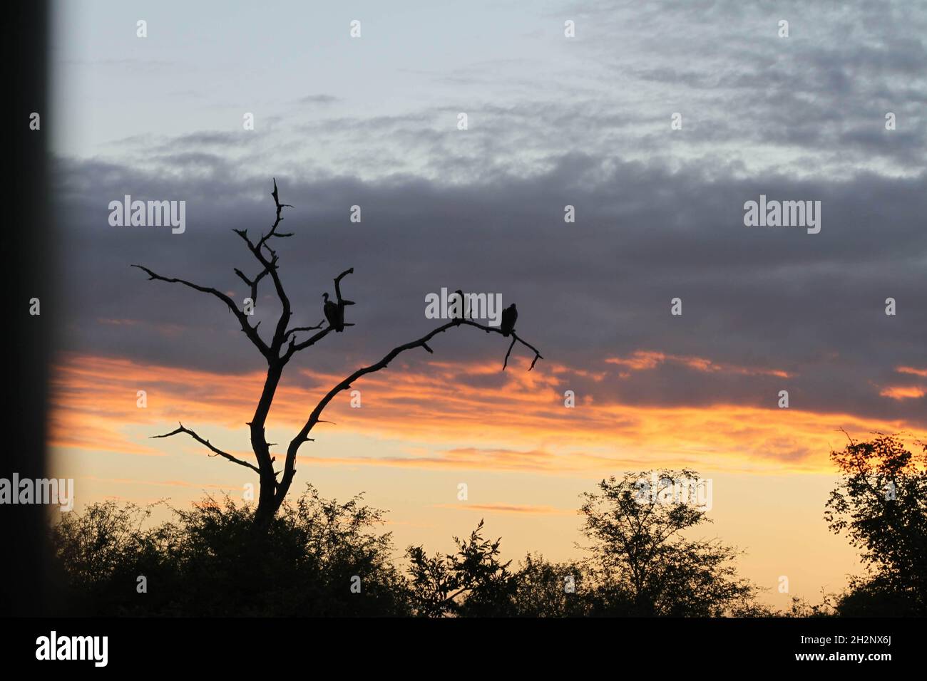 Silhouette of birds perching on a dead tree against a beautiful sunset ...