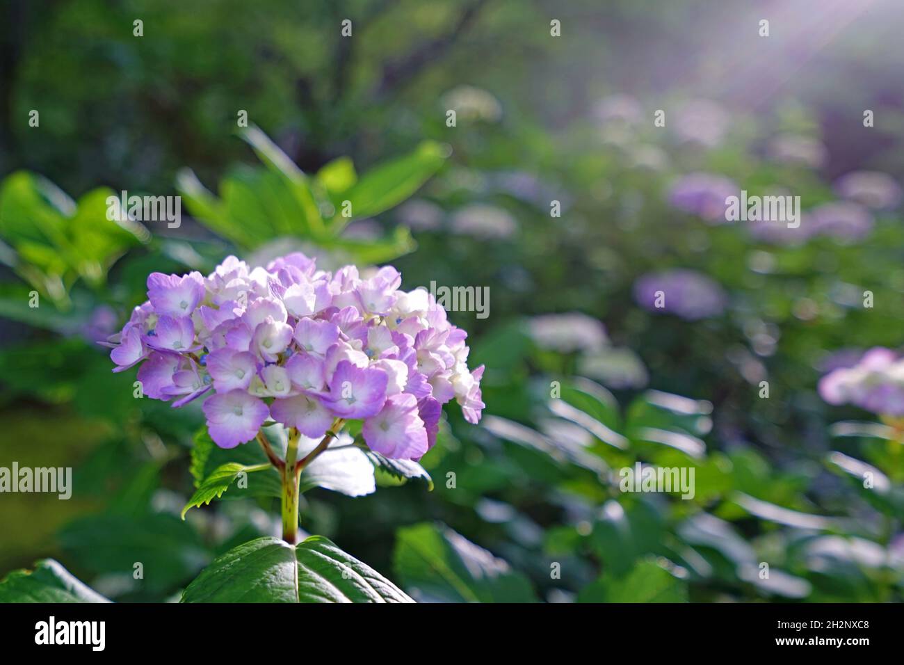 Purple hydrangea flower with green leaves in the garden Stock Photo - Alamy