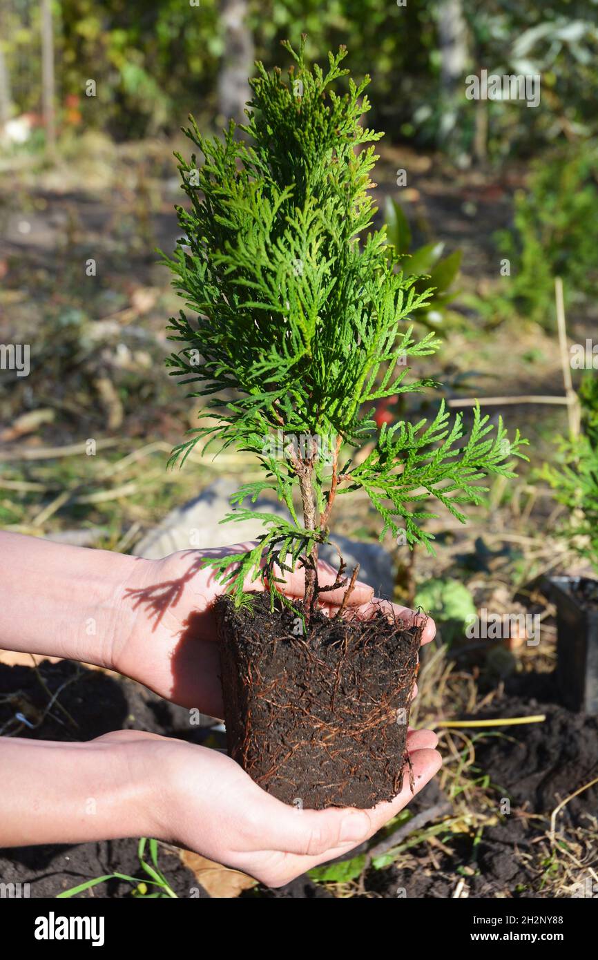 Gardener Hands Planting, Transplant Cypress tree, Thuja with Roots Stock Photo