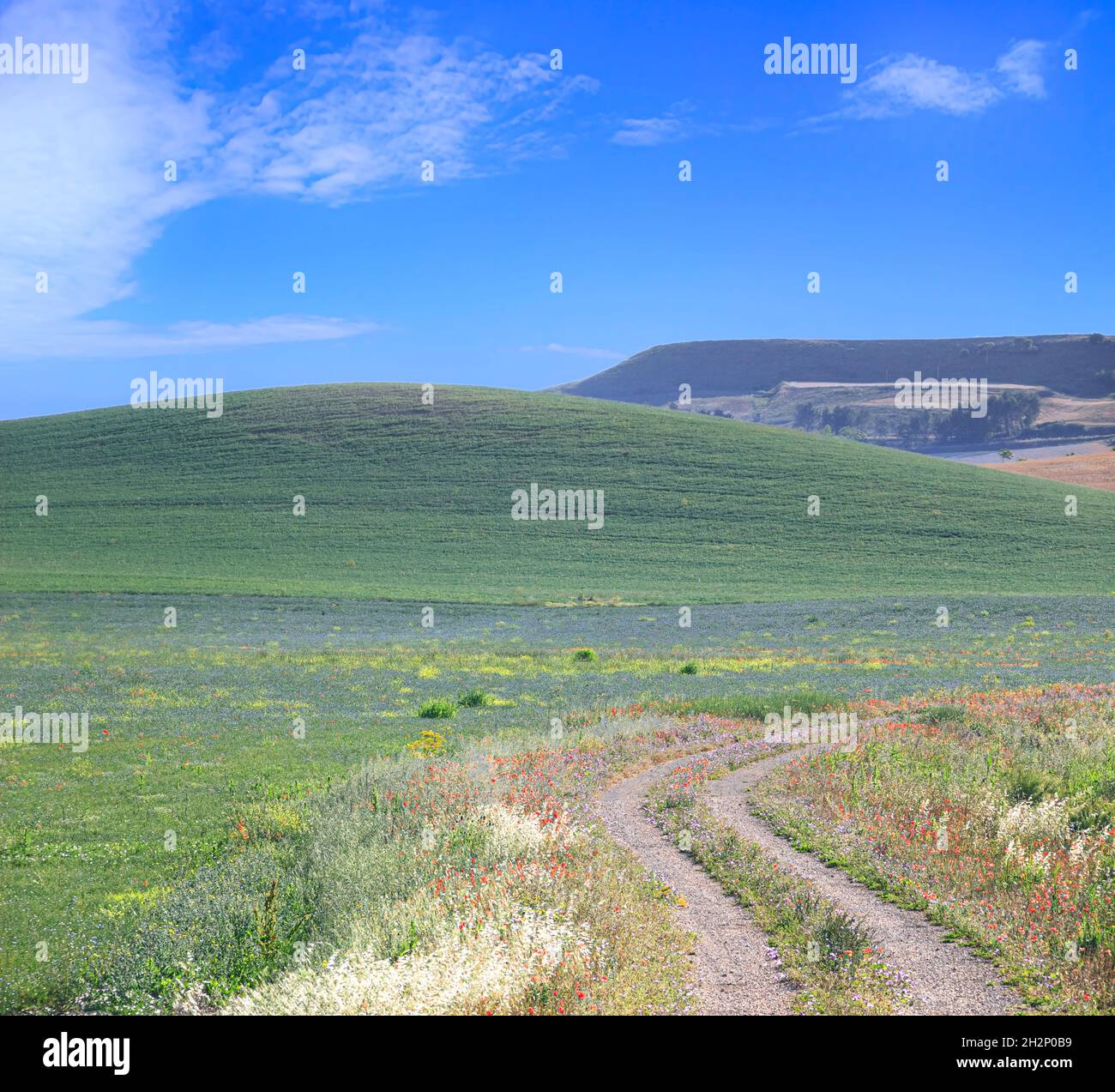 SPRINGTIME. Between Apulia and Basilicata: hilly landscape with country road through wheat field end poppies, Italy. Stock Photo