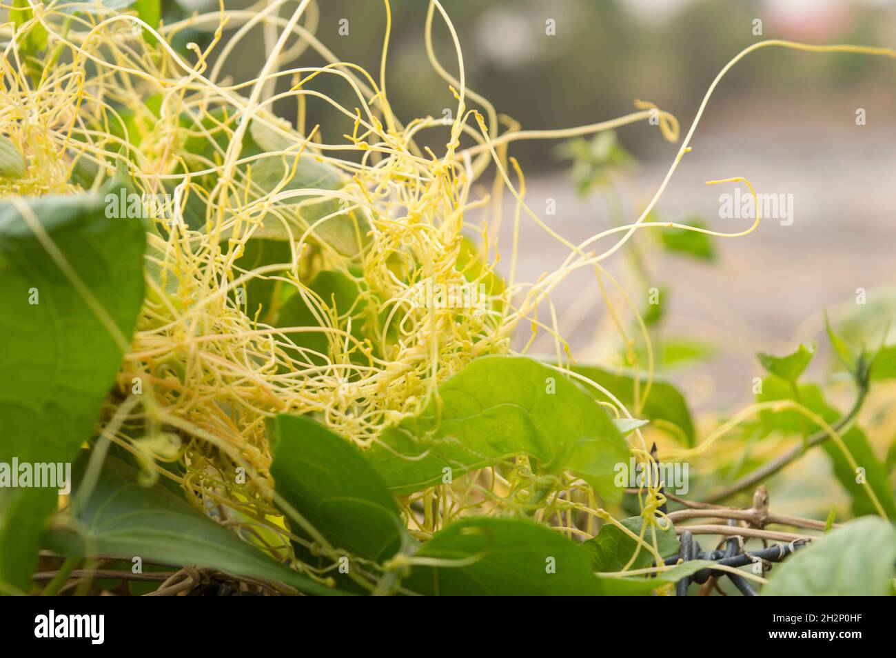 Parasitic plant, plant that obtains all or part of its nutrition from