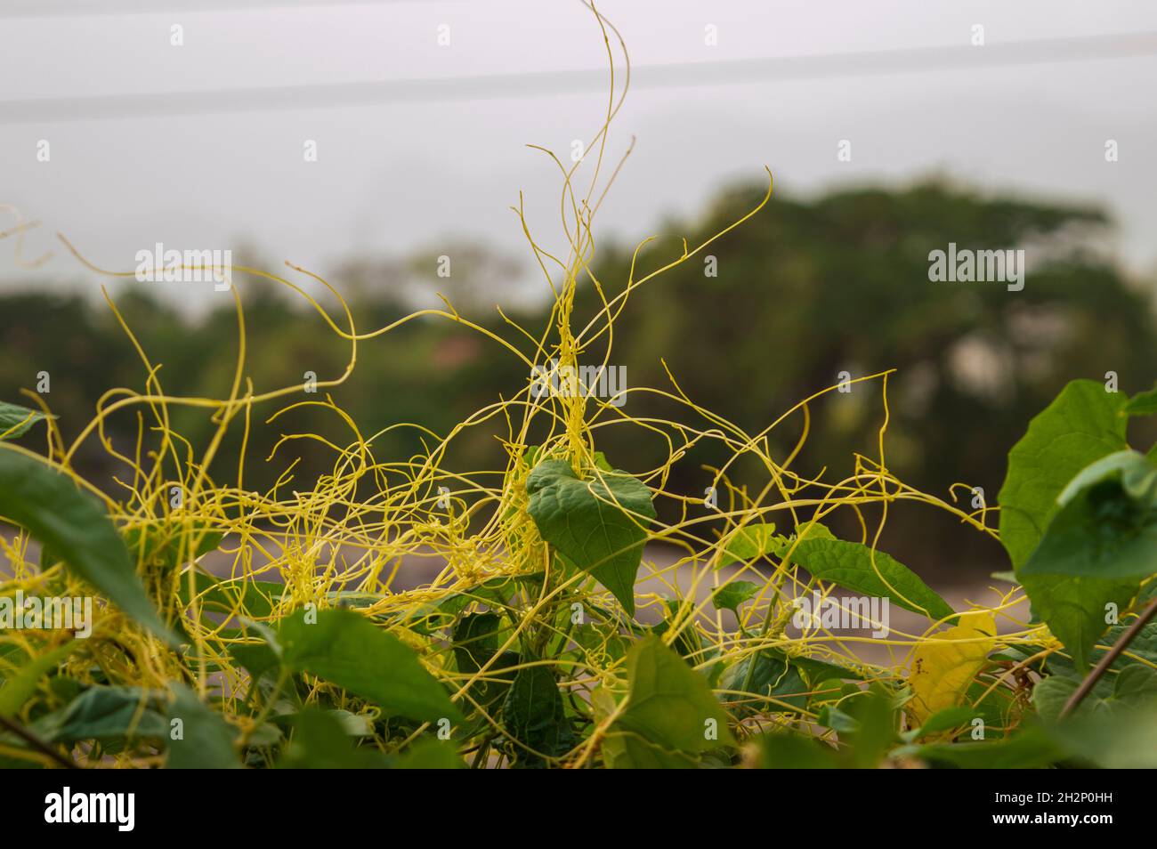 Parasitic plant, plant that obtains all or part of its nutrition from