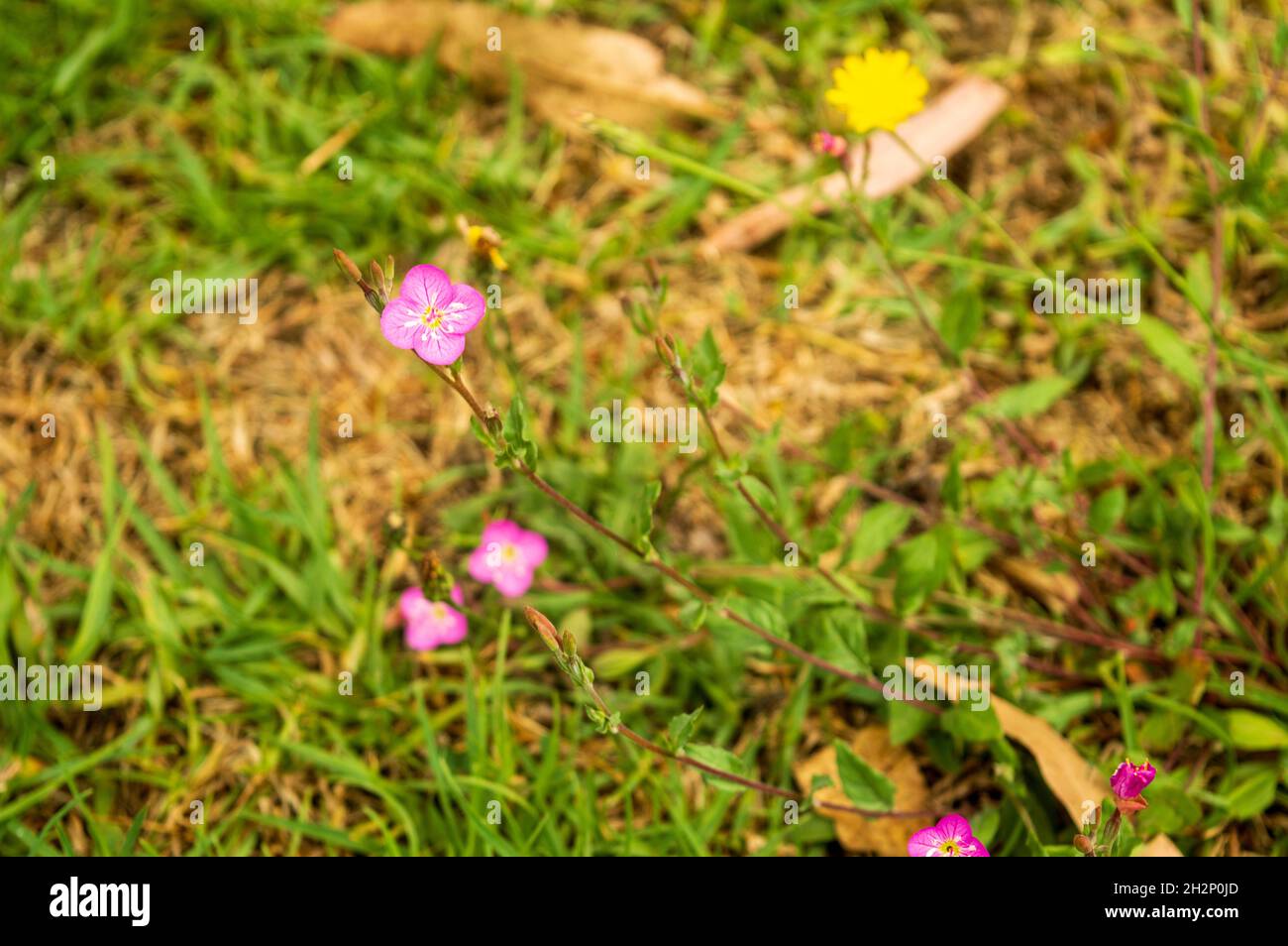 Bright yellow four petalled flowers with green hi-res stock photography