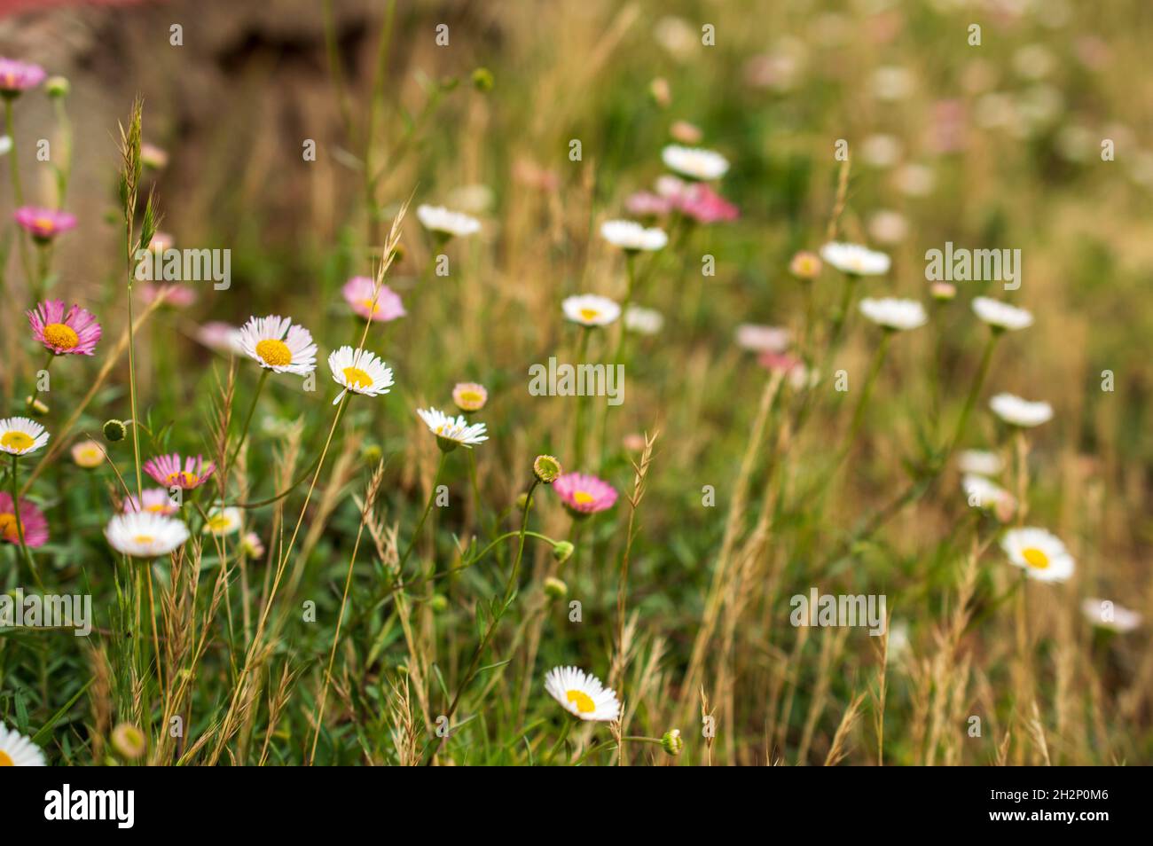 Spring meadow of a carpet of small pink and white flowers which are known as wild daisies. Wild daisies are also called ox-eye daisies Stock Photo