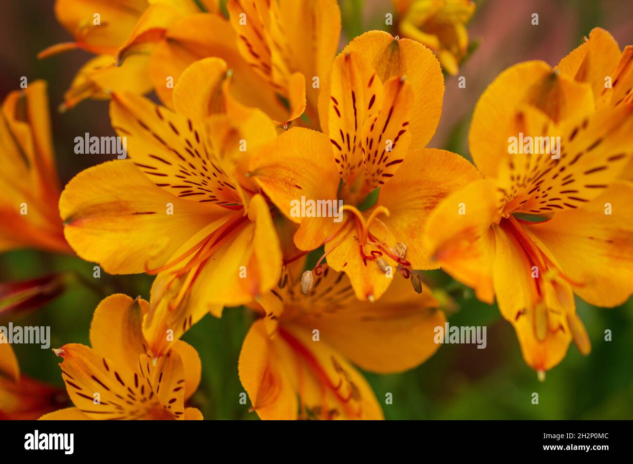 Alstroemeria Plants For Sale B&q Cheapest Price