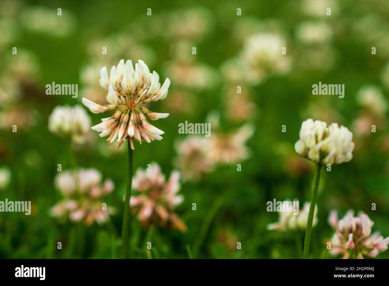 An inflorescence is a group or cluster of flowers arranged on a stem that is composed of a main