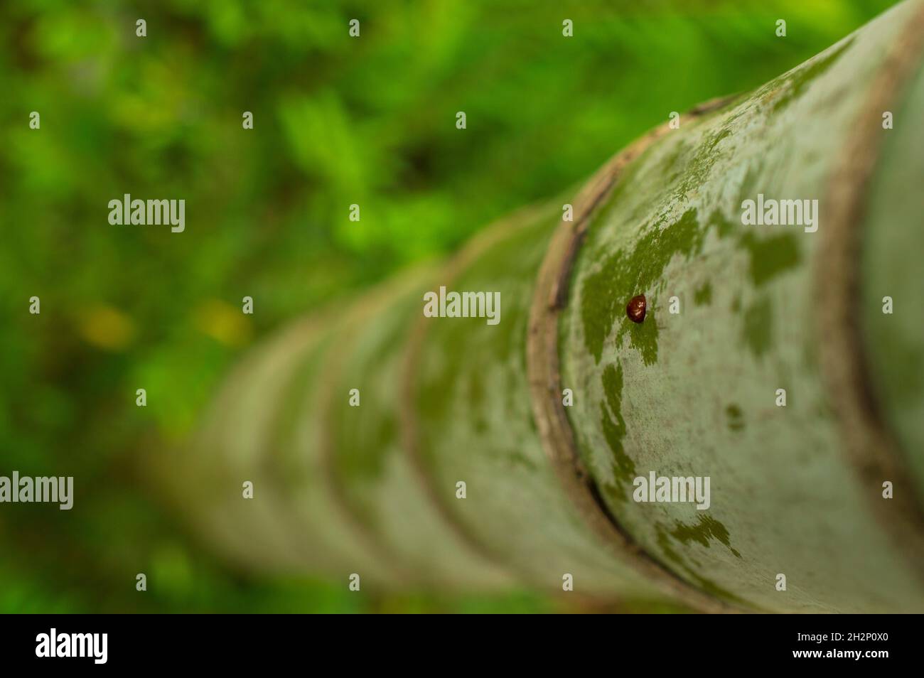 Arecanut tree has smooth unbroken tree bark with a regular pattern. Stock Photo