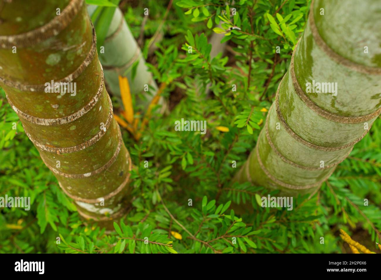 Arecanut tree has smooth unbroken tree bark with a regular pattern. Stock Photo