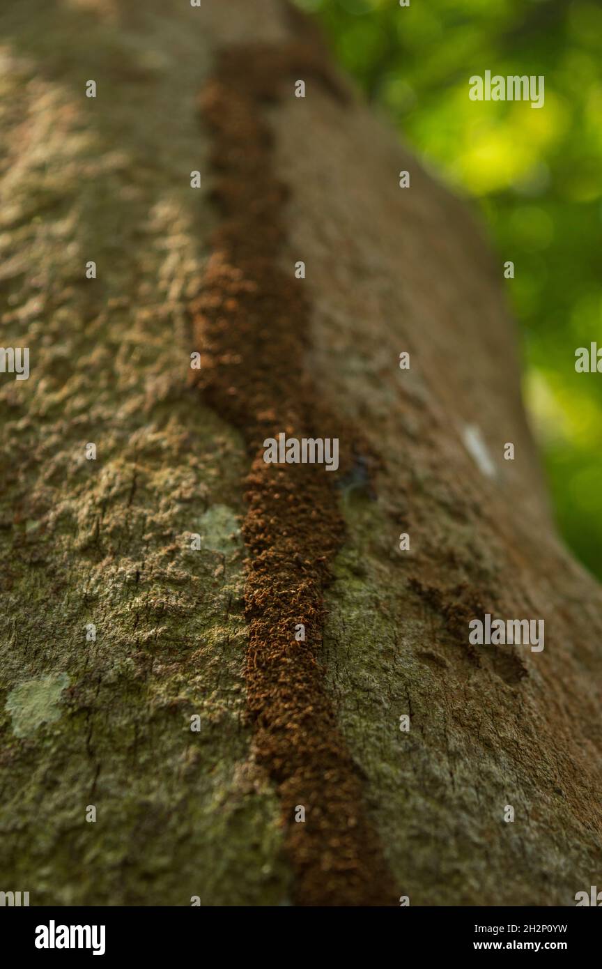 Old trees insects hi-res stock photography and images - Alamy