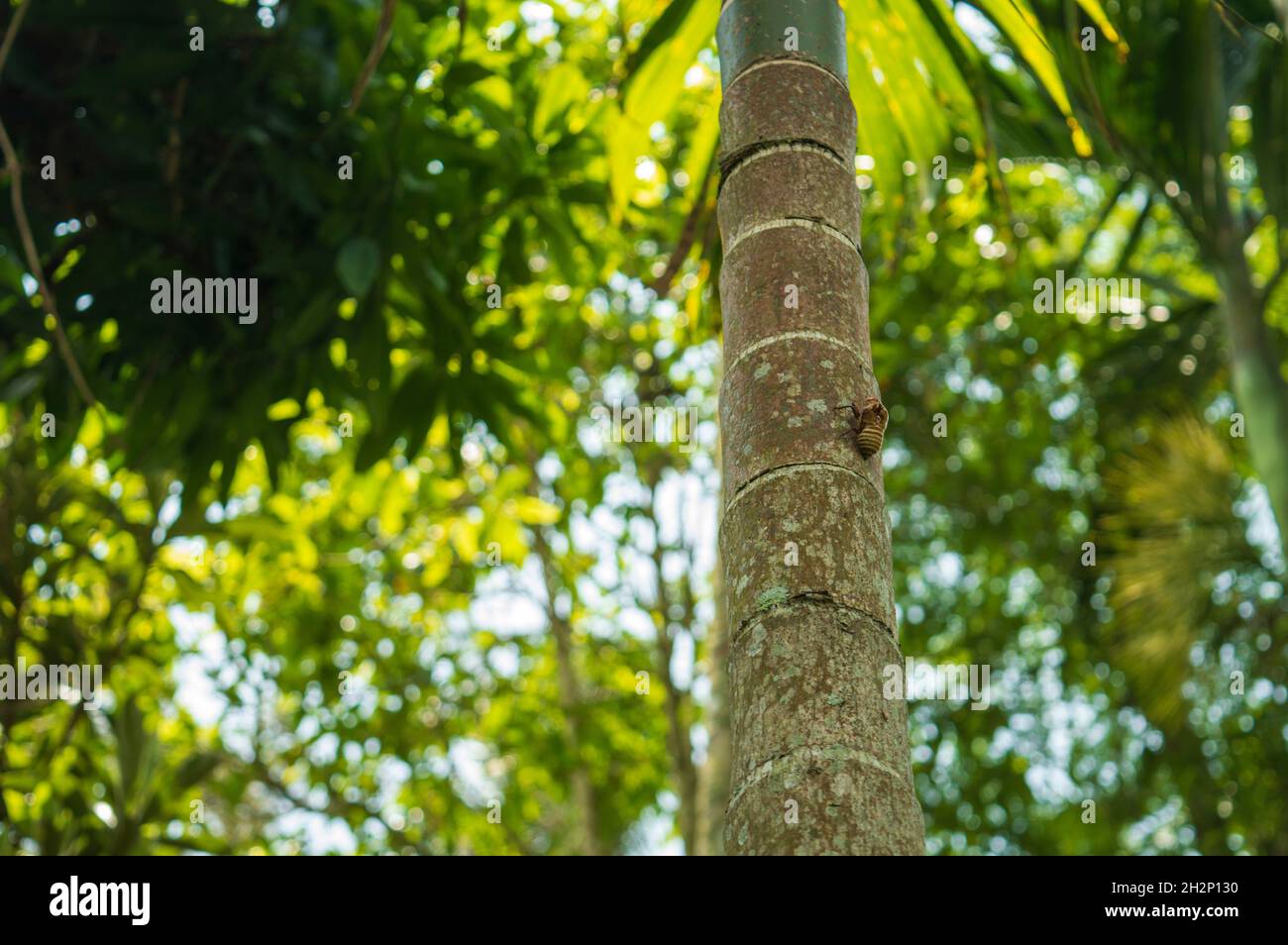 Cicada is an insect mostly beneficial. They prune mature trees, aerate ...