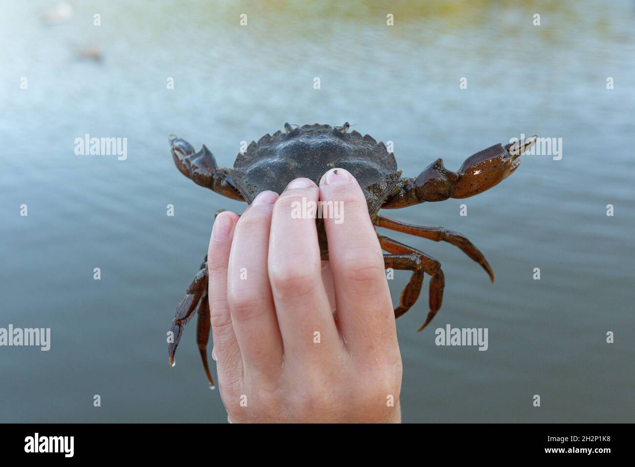 Crabbing, crab fishing at Stoke Gabriel, Devon, England, United Kingdom