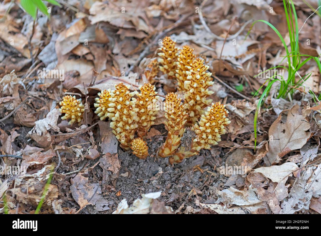 Broomrape Emerging from the Forest Floor in Cuyahoga Valley National Park in Ohio Stock Photo