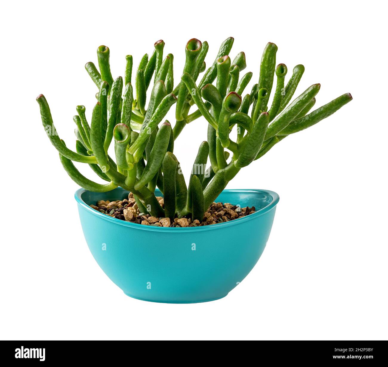 Potted crassula ovata Gollum Jade isolated on a white background. Unusual succulent with tubular leaves grows in an oval turquoise plastic flower pot. Stock Photo