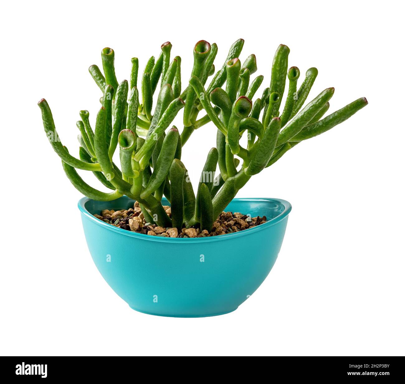 gasteria succulent plant Gasteria_little_warty_2in_5_600x.jpg?v=1741827007