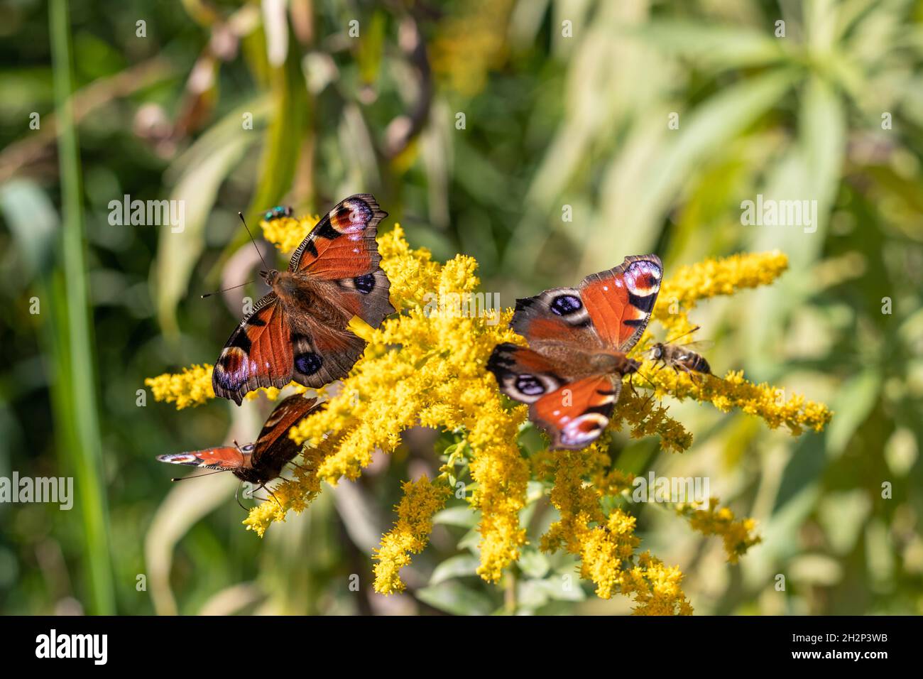 Bunch of insects warming on sunny goldenrod flowers. Peacock Butterfly. Aglais io. Stock Photo