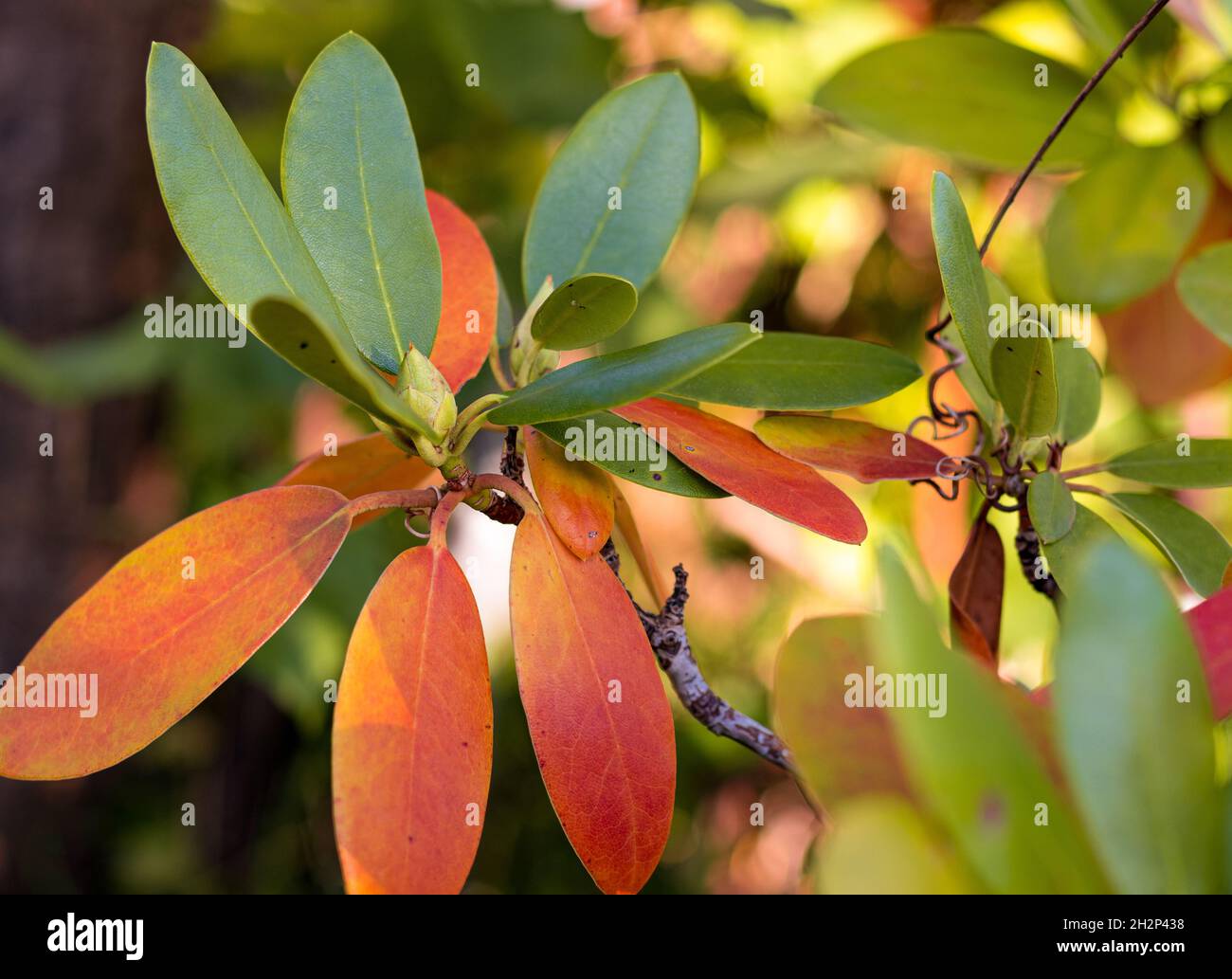 Colorfull Rhododendron leaves in the Autumn garden. Rhododendron Catawbiense Grandiflorum. Stock Photo