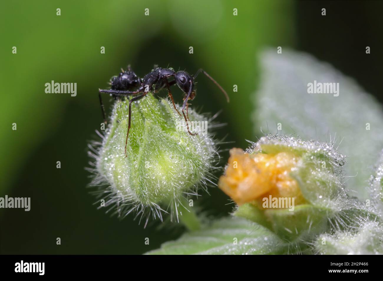 One black ant hi-res stock photography and images - Alamy