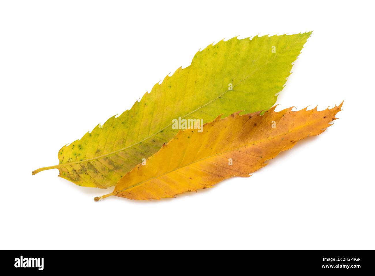 Dried Chestnut leaves isolated on white background Stock Photo - Alamy