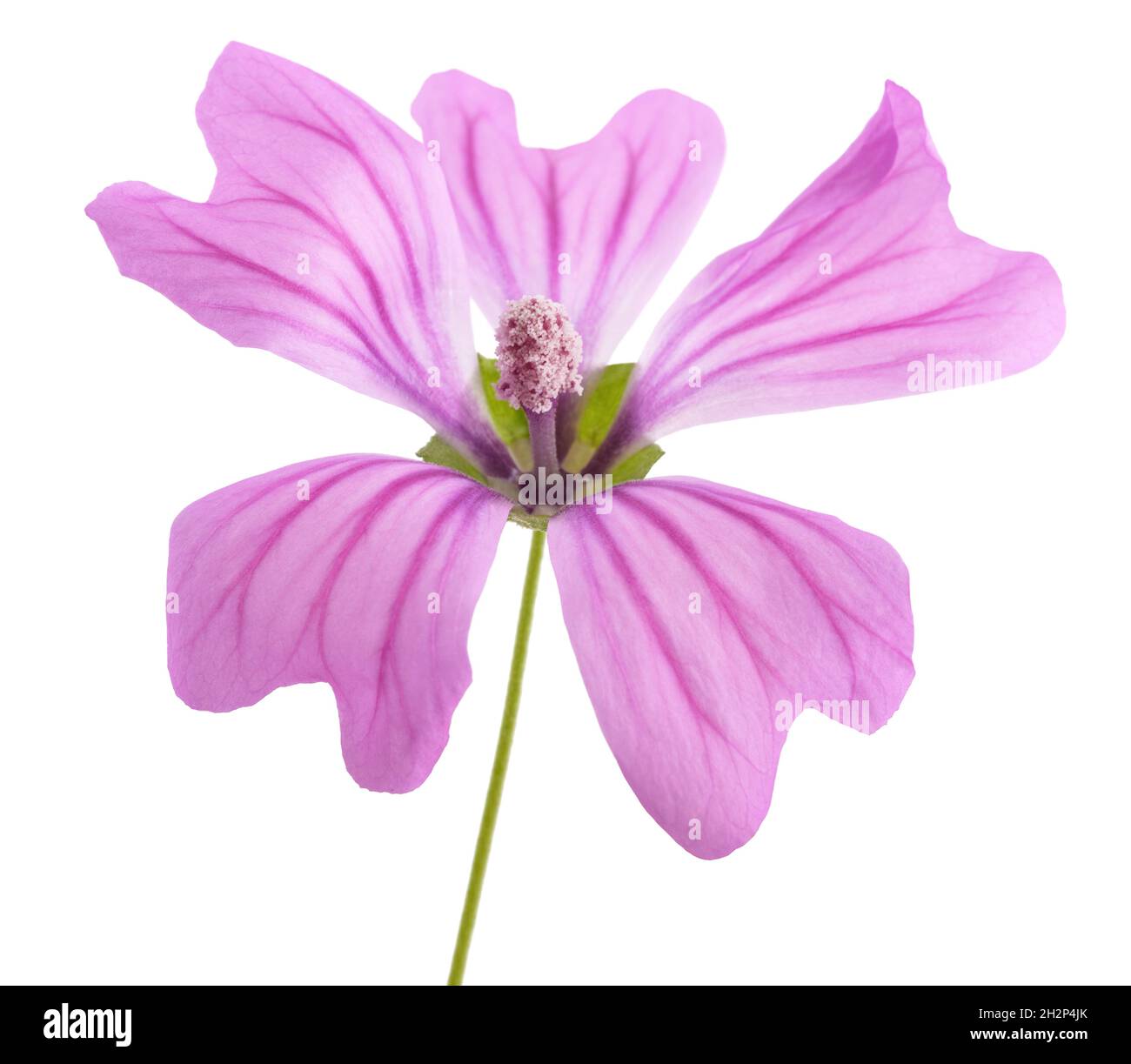 Mallow flower isolated  on white background Stock Photo