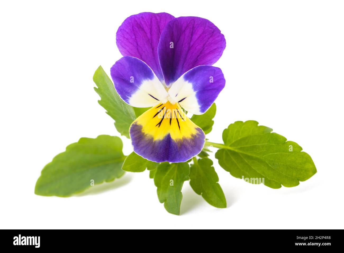 Wild pansy flower isolated on white background Stock Photo Alamy