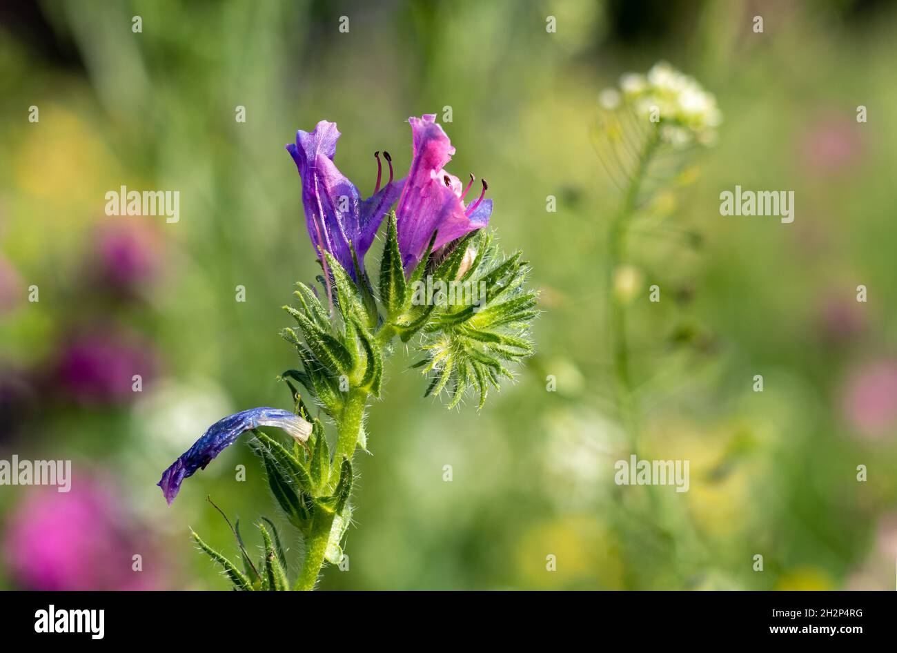 Viper's Bugloss flower blooming on the sunny meadow. Blurred background. Echium vulgare. Stock Photo