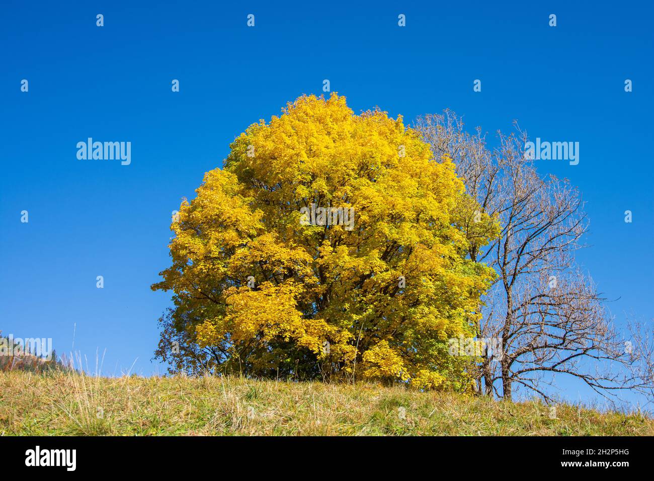 Autumn tambre hi-res stock photography and images - Alamy