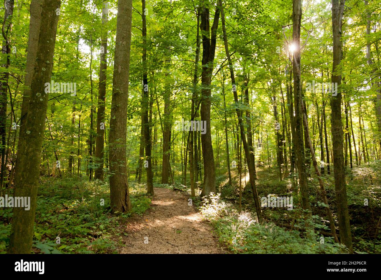 Hiking paths in forest of Holmes County, Ohio, USA Stock Photo