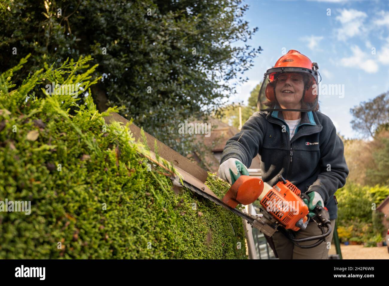 Lady gardeners. A woman gardener trimming a tall hedge wearing safety gear, Upper Wield, Hampshire, UK Stock Photo